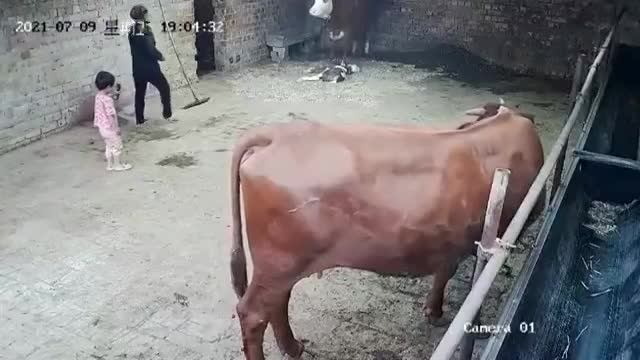 The Cow Ran Into A 4-Year-Old Girl After Giving Birth - LiveGore.com 