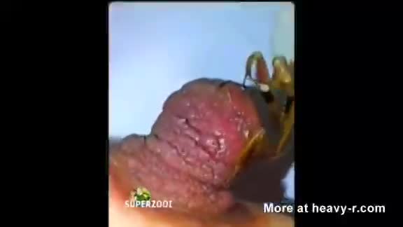 Mantis Enjoy Its Food - LiveGore.com