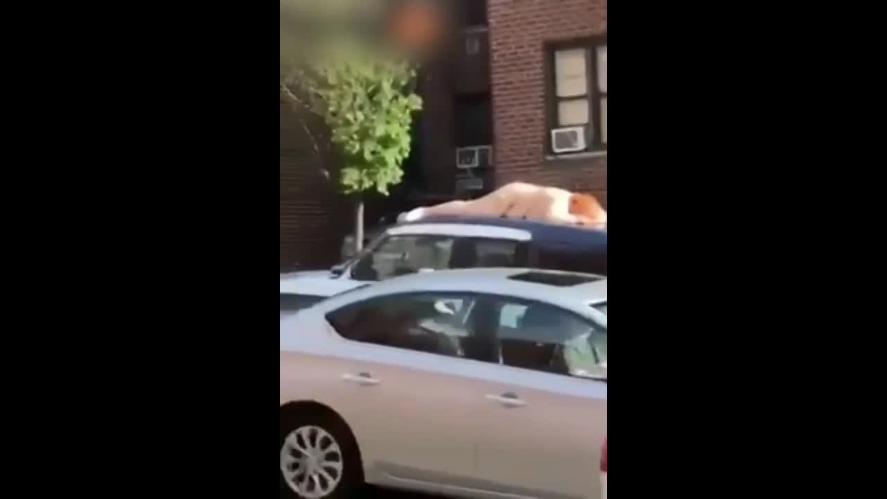 Crazy naked woman stands on car and gets tazed - LiveGore.com
