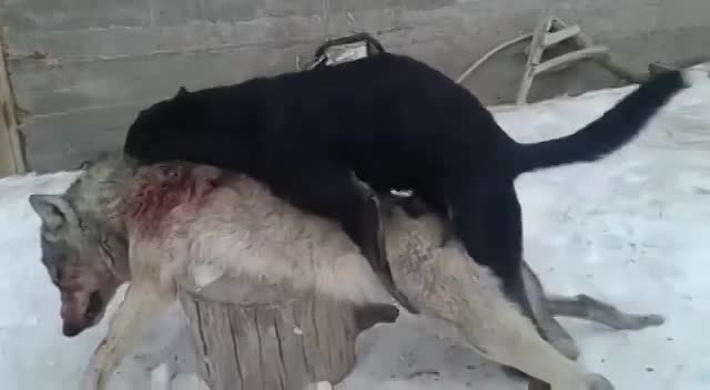The Dog Try To Have Sex With A Dead Body - LiveGore.com 
