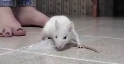 Crush Fetiche Mouse