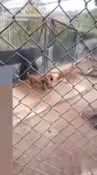 Man tries to commit suicide by being eaten alive by lion - LiveGore.com 