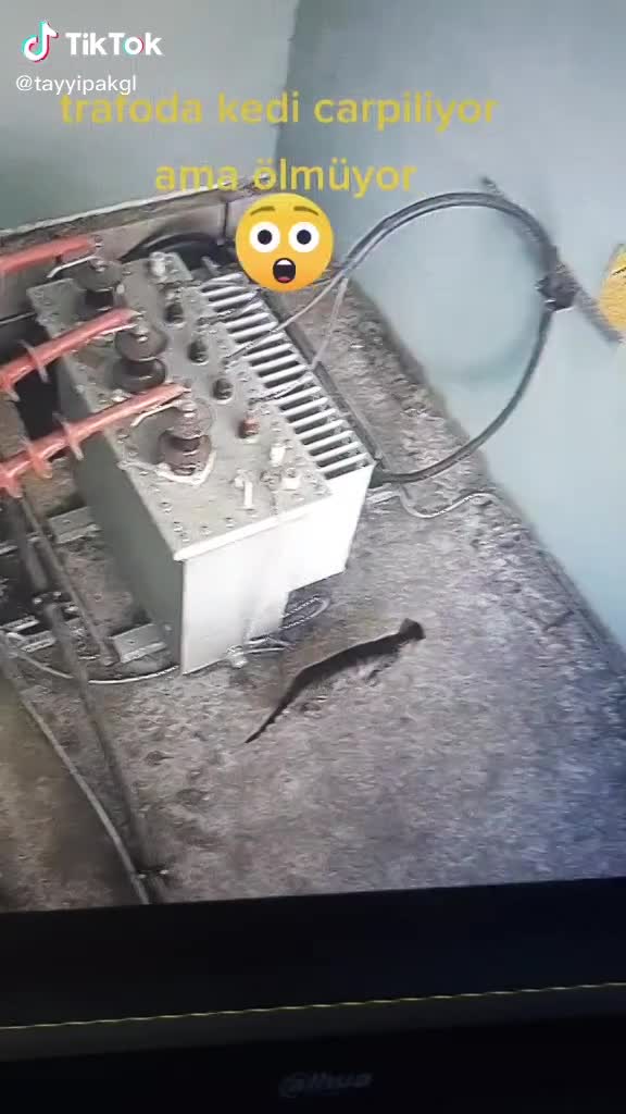 Cat Playing At Electric Generator Get Electric Shocked - LiveGore.com